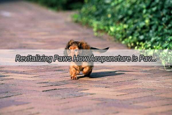 Revitalizing Paws How Acupuncture is Paving the Way for Paralyzed Dogs to Walk Again